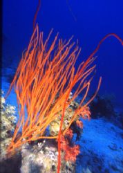 coral cebu island by Marco Zanini 